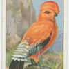 Cock-of-the-rock (Rupicola croceus).