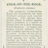 Cock-of-the-rock (Rupicola croceus).