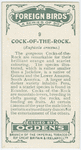 Cock-of-the-rock (Rupicola croceus).