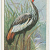 Crowned crane (Baleariea gibbericeps).