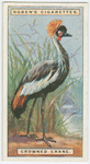 Crowned crane (Baleariea gibbericeps).