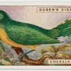 Emerald cuckoo (Chrysococeyx smaragdineus).
