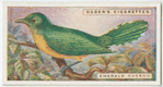 Emerald cuckoo (Chrysococeyx smaragdineus).