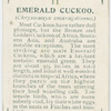 Emerald cuckoo (Chrysococeyx smaragdineus).
