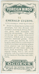 Emerald cuckoo (Chrysococeyx smaragdineus).