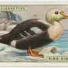 King eider-duck (Somateria spectabilis).