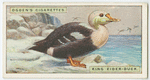 King eider-duck (Somateria spectabilis).