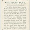 King eider-duck (Somateria spectabilis).