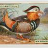 Mandarin-duck (Æx galerita).