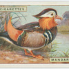 Mandarin-duck (Æx galerita).