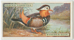 Mandarin-duck (Æx galerita).