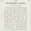 Mandarin-duck (Æx galerita).