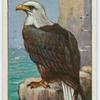 Bald eagle (Haliaëtus leucocephalus).