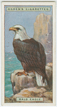 Bald eagle (Haliaëtus leucocephalus).
