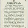 Bald eagle (Haliaëtus leucocephalus).