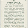 Bald eagle (Haliaëtus leucocephalus).