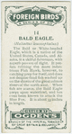 Bald eagle (Haliaëtus leucocephalus).