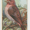 Purple finch (Carpodacus purpureus).