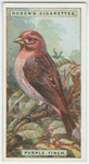 Purple finch (Carpodacus purpureus).