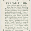 Purple finch (Carpodacus purpureus).