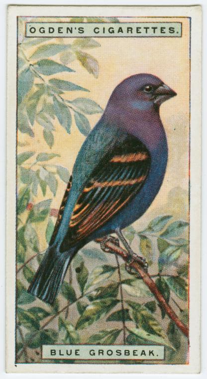 Blue grosbeak (Guiraca cærulea). - NYPL Digital Collections