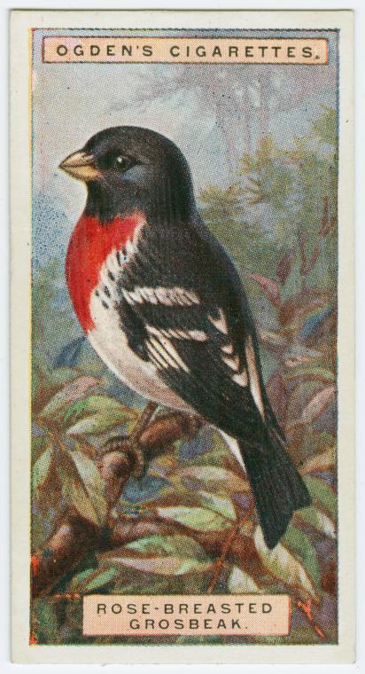 Rose-breasted grosbeak (Zamelodia ludoviciana). - NYPL Digital Collections