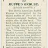 Ruffed grouse (Bonasa umbellus).