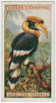 Great pied hornbill (Diceros bicornis).