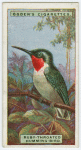 Ruby-throated humming-bird (Archilochus colubris).