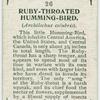 Ruby-throated humming-bird (Archilochus colubris).
