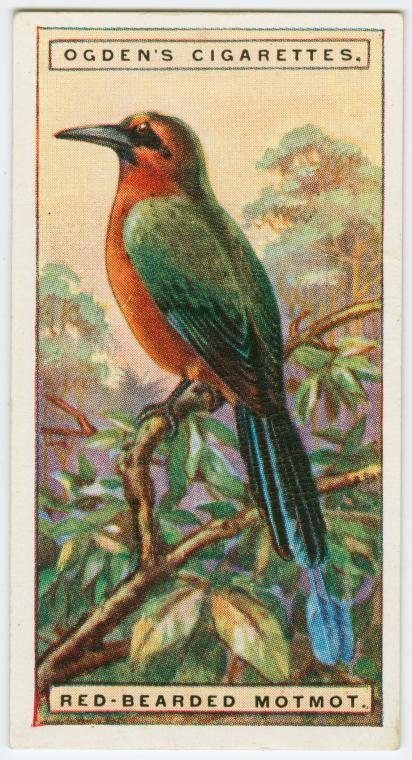 Red-bearded motmot (Urospatha martii). - NYPL Digital Collections