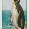 King penguin (Aptenodytes pennanti).
