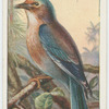 Indian roller (Coracias indica).