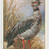 Crested screamer (Chauna chavaris).