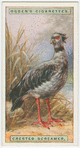 Crested screamer (Chauna chavaris).
