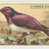Glossy starling (Lamprocolius leucogaster).