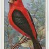 Scarlet tanager (Piranga erythromelas).