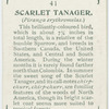 Scarlet tanager (Piranga erythromelas).