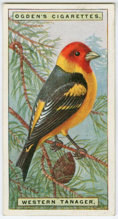 Western tanager (Piranga ludoviciana). - NYPL Digital Collections