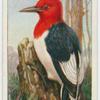 Red-headed woodpecker (Melanerpes erythrocephalus).