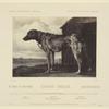 Un chien de basse-cour.