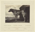 Un chien de basse-cour.