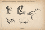 Figurines.