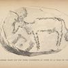 Animal gravé sur une pierre (conservée au musée de la ville du Cap).