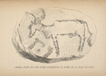 Animal gravé sur une pierre (conservée au musée de la ville du Cap).
