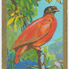 Orange fruit-pigeon (Chrysænas victor).