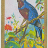 Banded chatterer (Cotinga cincta).