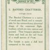 Banded chatterer (Cotinga cincta).