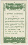 Banded chatterer (Cotinga cincta).