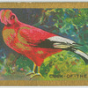 Cock-of-the-rock (Rupicola rupicola).